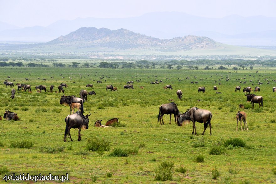 Park Narodowy Serengeti, Tanzania 2021