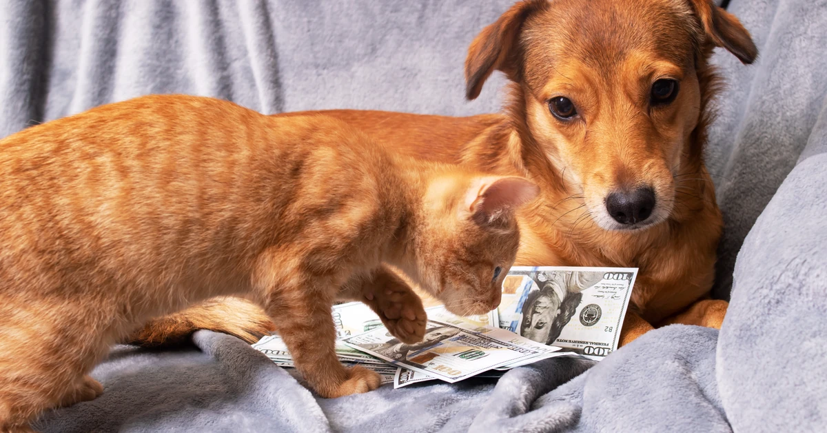 Ostatni moment na zgłoszenie. Dla kogo 500 plus na psa i kota?
