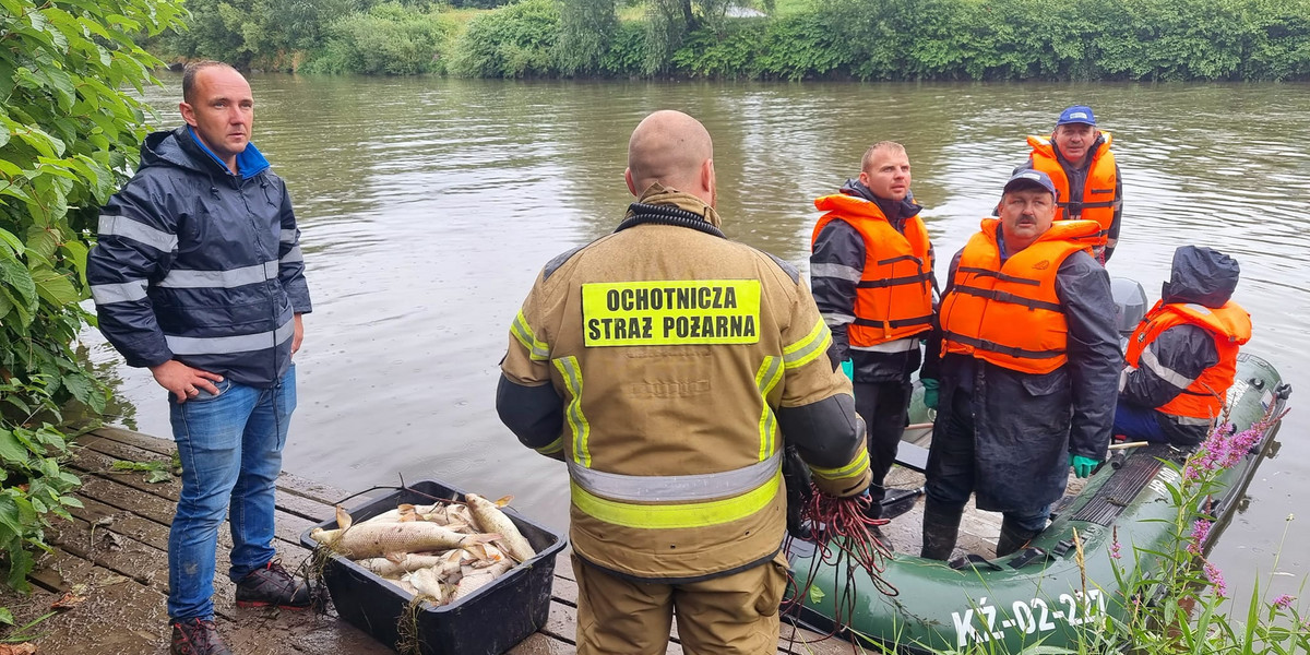Strażacy i ochotnicy wyławiają martwe ryby z Odry, które przypłynęły z Czech. 
