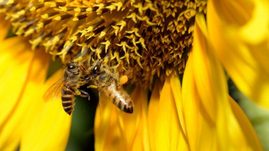 Pszczoły w Unii Europejskiej uratowane