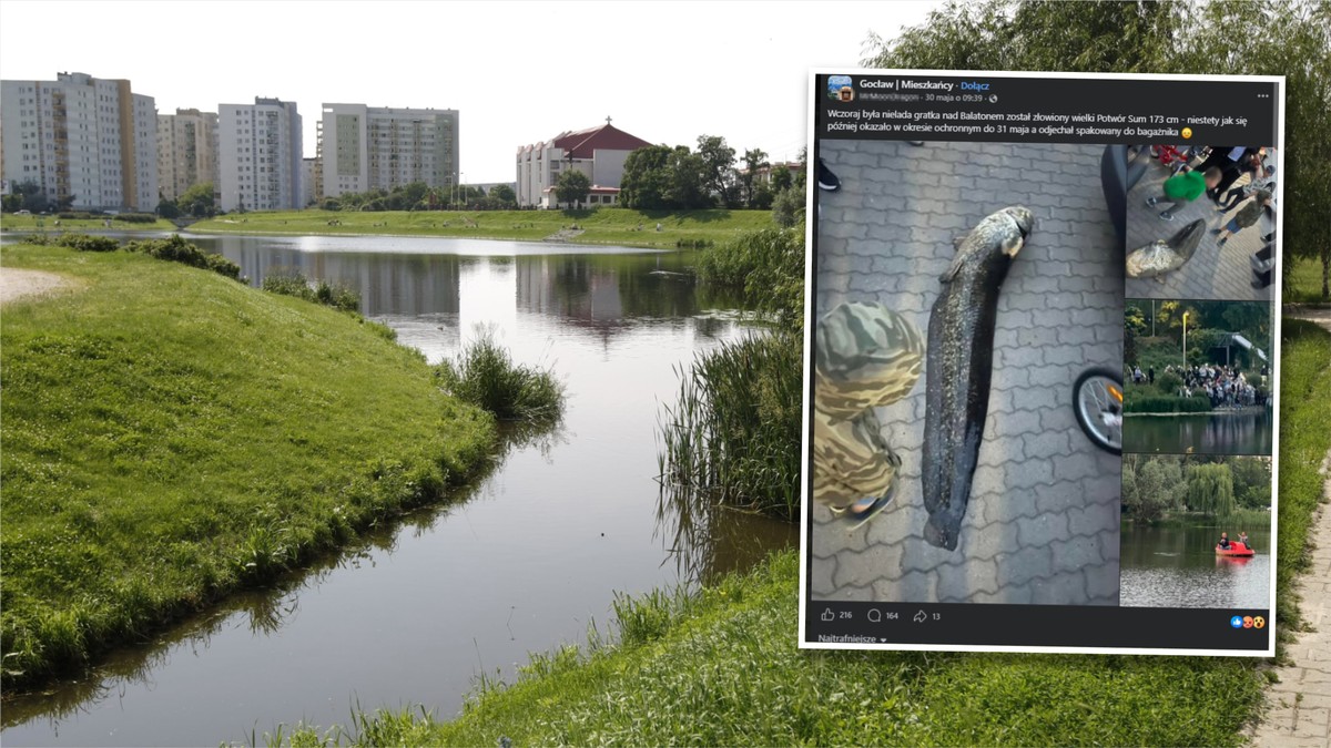Ukrainiec, który złowił ogromnego suma w jeziorku Balaton w stolicy został zatrzymany