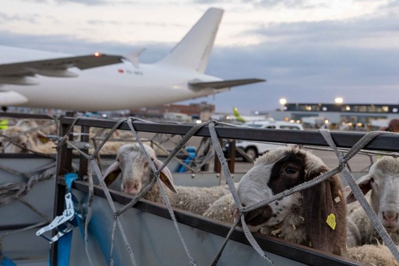 Jagnjad iz Srbije prvi put avionima za Sever Afrike: Otvoreno potpuno novo tržište, ugovoren ogroman posao (FOTO)