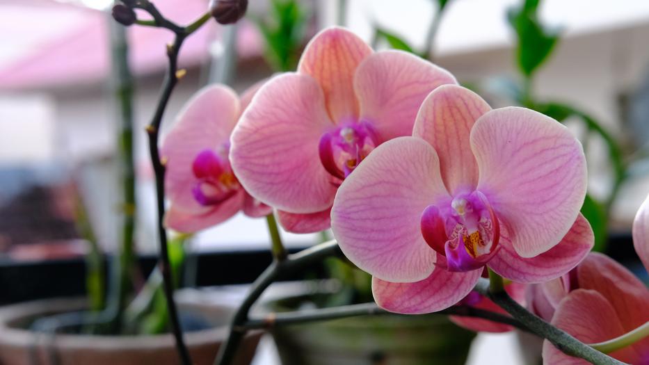 Ha így gondozod az orchideádat, akkor kétszer annyi virágot nevel majd. Fotó: Getty Images