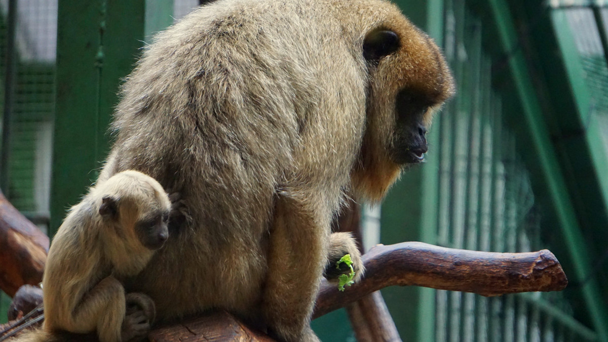 Wrocław: w ZOO urodziła się najgłośniejsza małpa świata