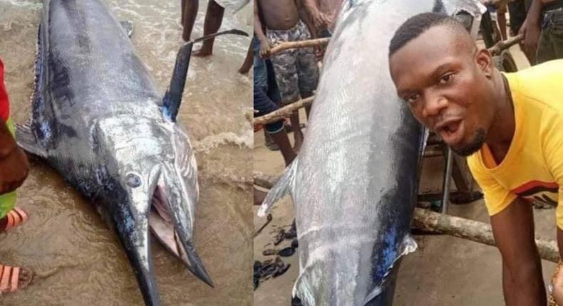 The fish was captured at OYOROKOTOR Fishing Settlement In ANDONI LGA; the Largest Fishing-Port in West Africa.