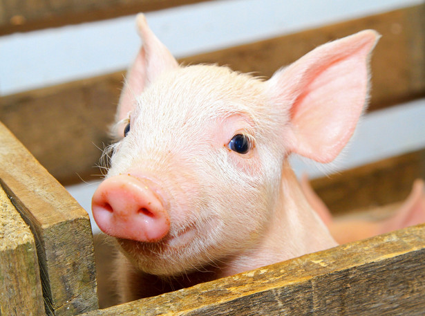 Producenci trzody, bydła i drobiu karmią zwierzęta nielegalnymi farmaceutykami