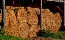 Włosi otoczyli się belami siana, by bronić się przed koronawirusem [FOTO]