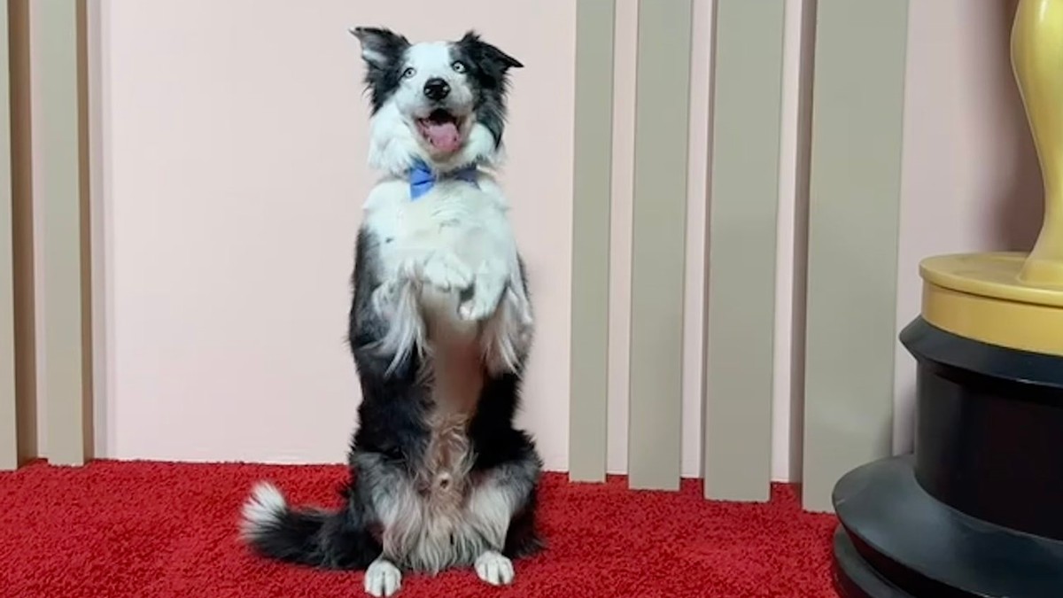 Hiába rajongták körbe a világsztárok, mégsem vehet részt az Oscar-gálán Messi... a kutya