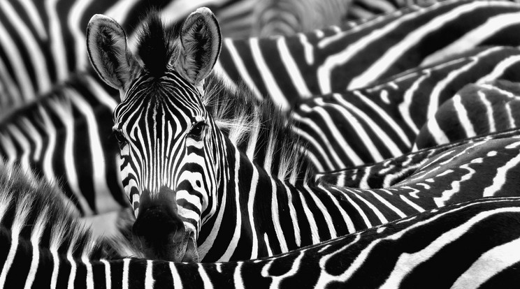Vélhetőleg légkondicionálóként működik a zebrák testmintázata / Fotó: Getty Images