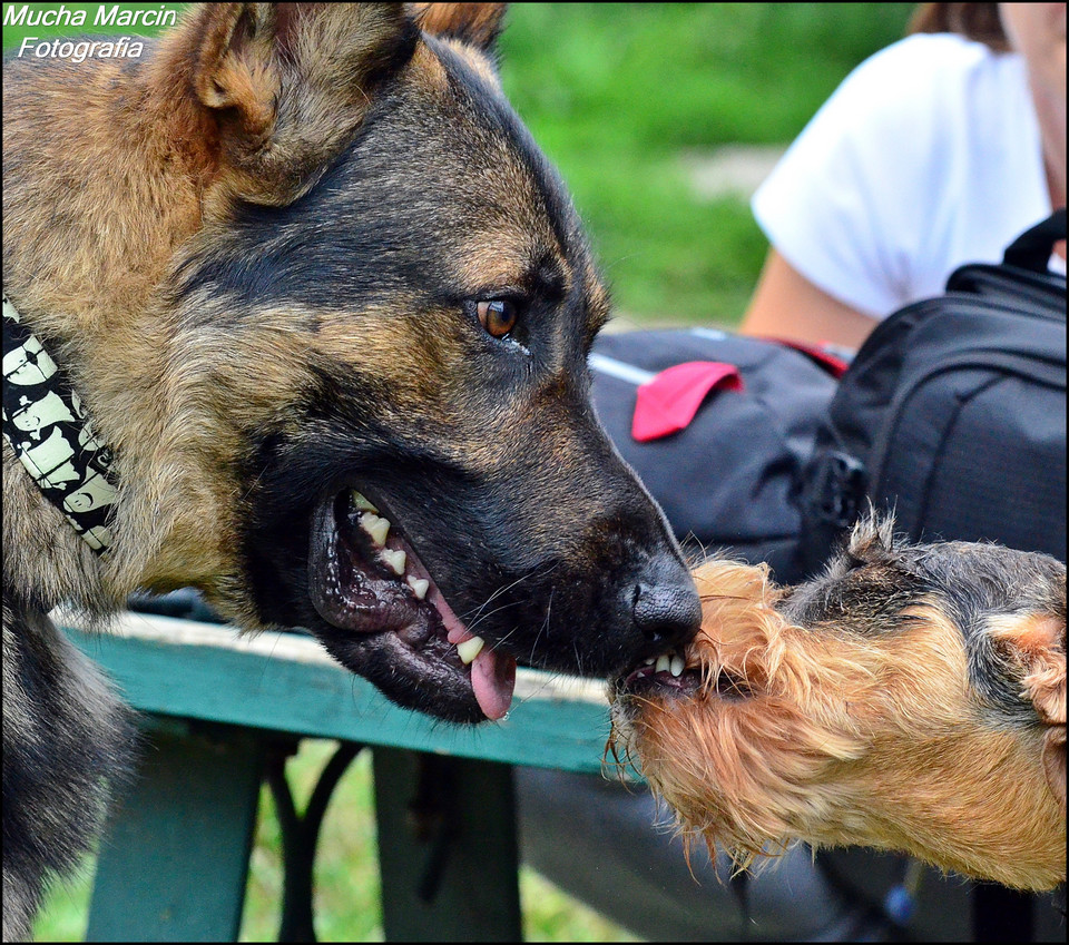 Trening w szkole Hitt Dog, Django i Delicja