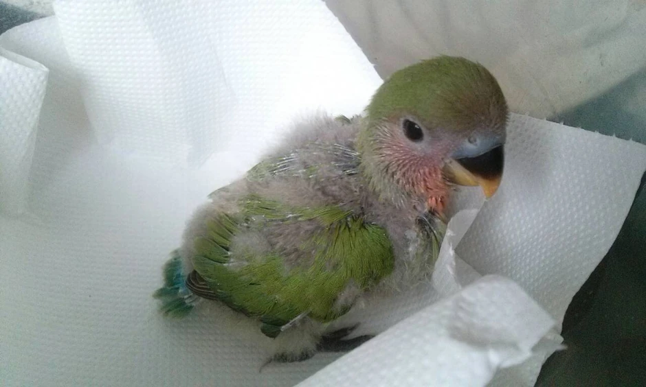 Papagaj nije rastao u kavezu