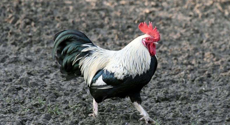 A woman on a French island has been summoned to court after a complaint about her rooster's early-morning crowing