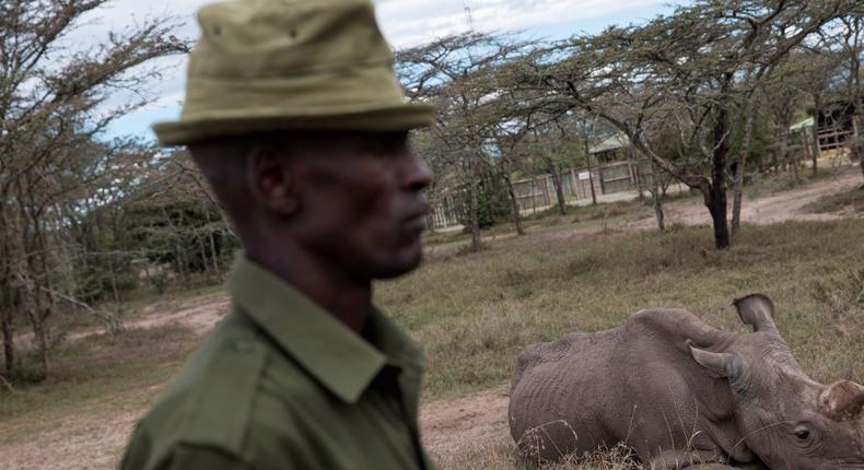 A warden guards Sudan, the last surviving male northern white rhino, at the Ol Pejeta Conservancy in Laikipia national park, Kenya