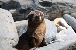 Masowo umierają foki i ptaki. Naukowcy ostrzegają: To początek załamania ekosystemu