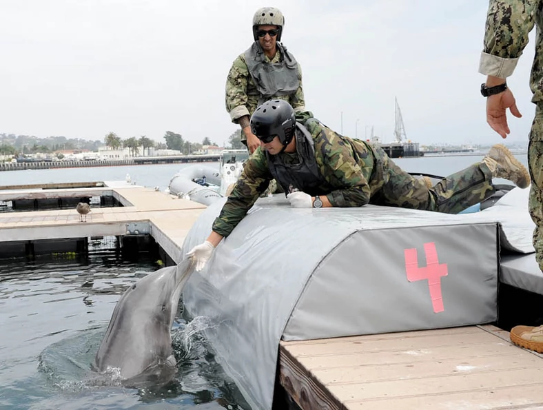 Amerykańska armia od lat szkoli m.in. delfiny