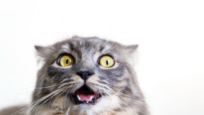 Pánikroham a macskáktól? Nem kizárt – Különös fóbiák, amik megnehezítik az életet