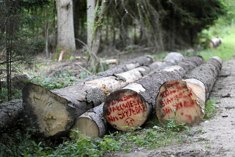 Puszcza Białowieska