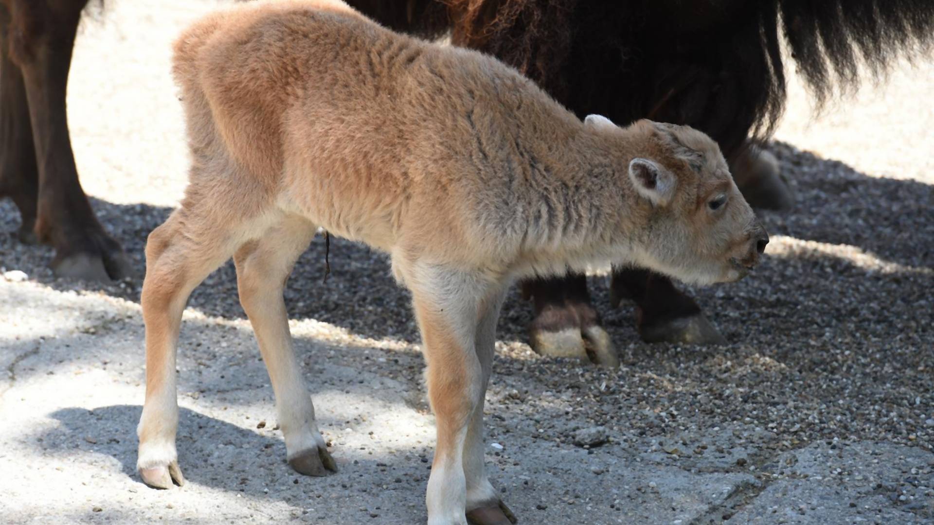U BG zoo vrtu rođen beli bizon - jedan u 10 miliona