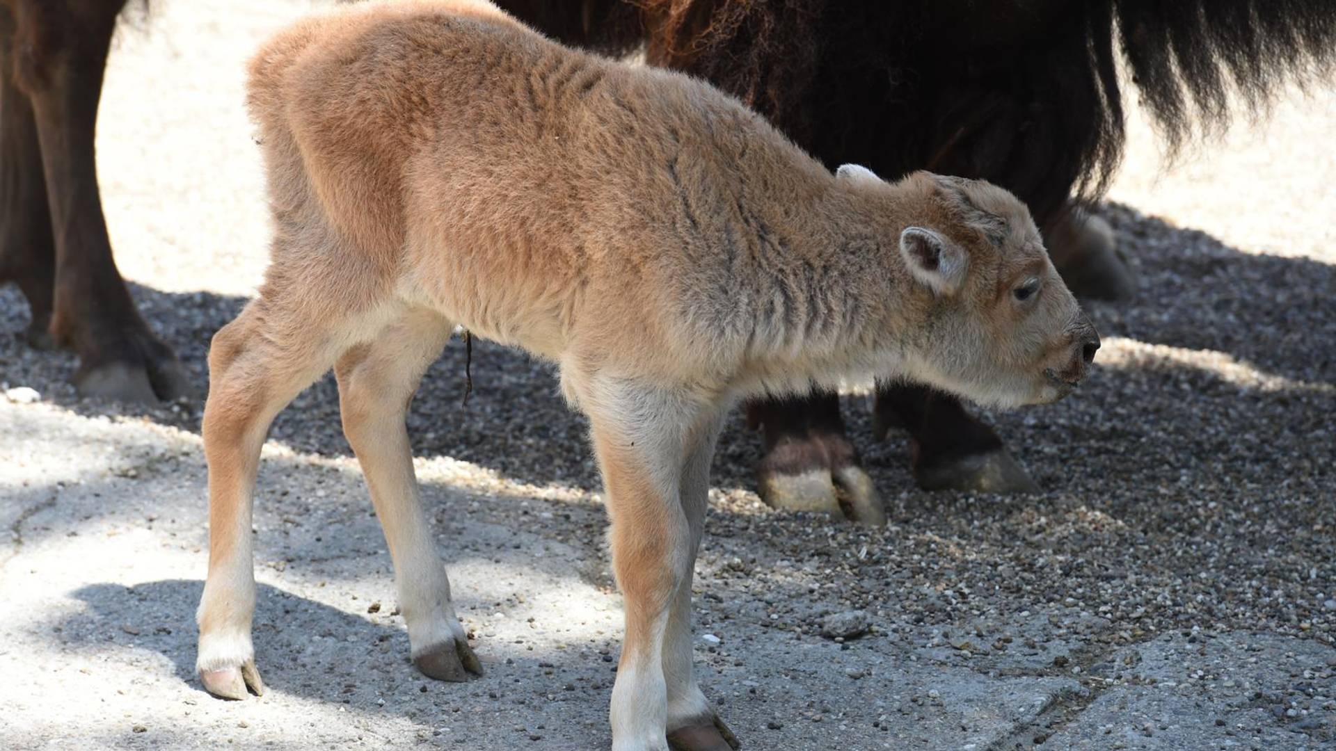 U BG zoo vrtu rođen beli bizon - jedan u 10 miliona