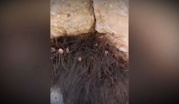 YT_gomila_paukova_zbun_vesti_blic_safe_VF_ik05