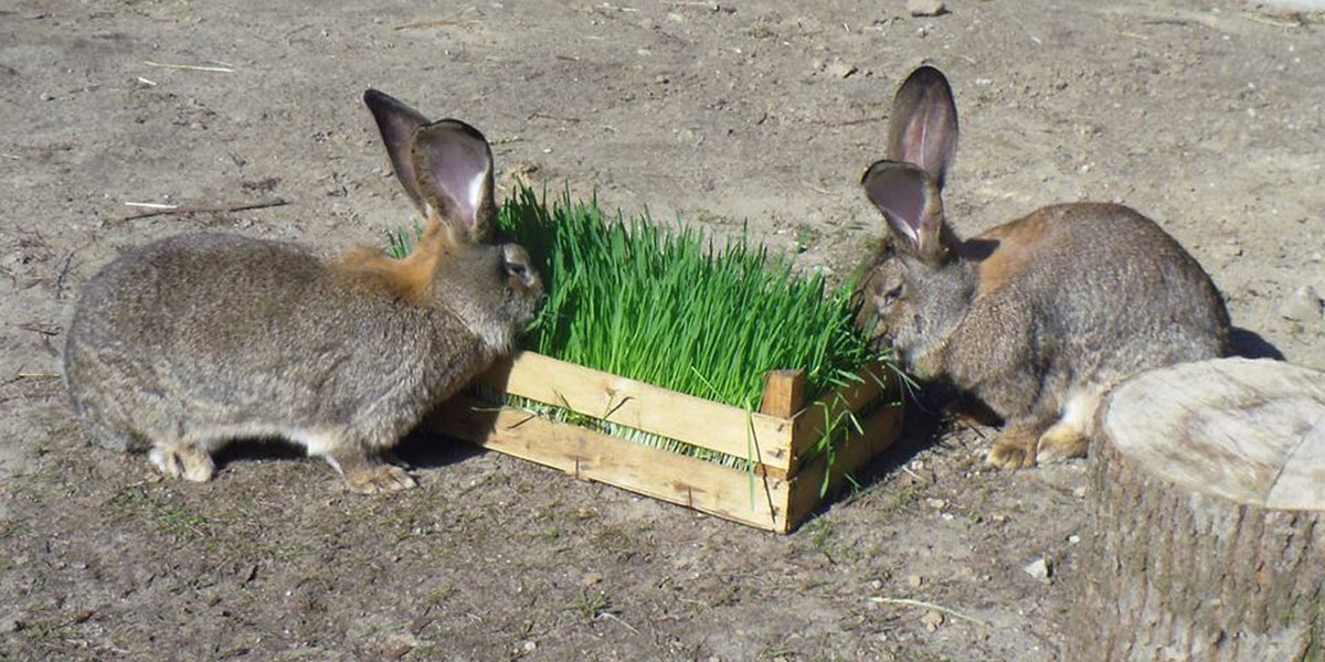 Poznaniacy wybrali imiona dla królików ze Starego Zoo
