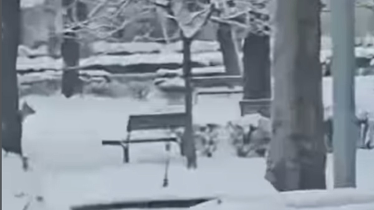 Neobičan prizor u Kraljevu