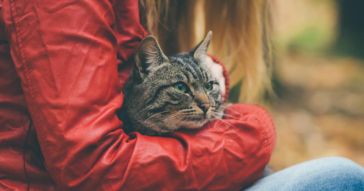 Po czym poznać, iż twój kot ci ufa? To duże wyróżnienie