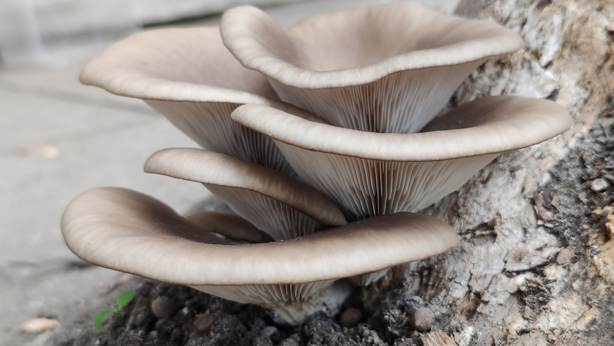 Sezon na grzyby: czy można się zatruć jadalnymi grzybami?