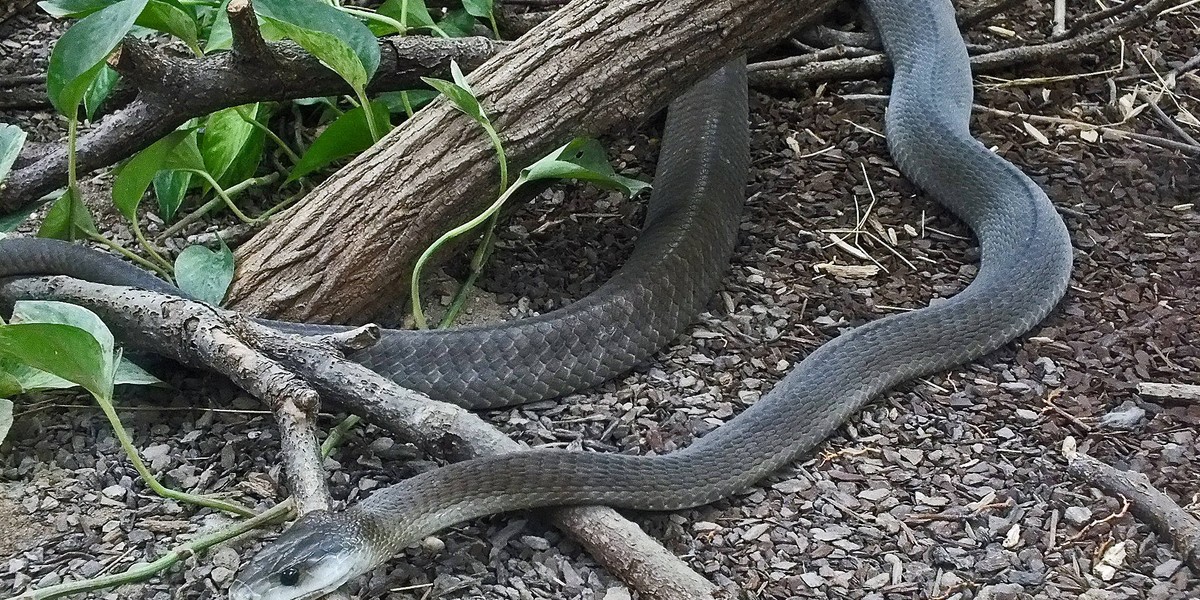 Black Mamba (Dendroaspis polylepis)