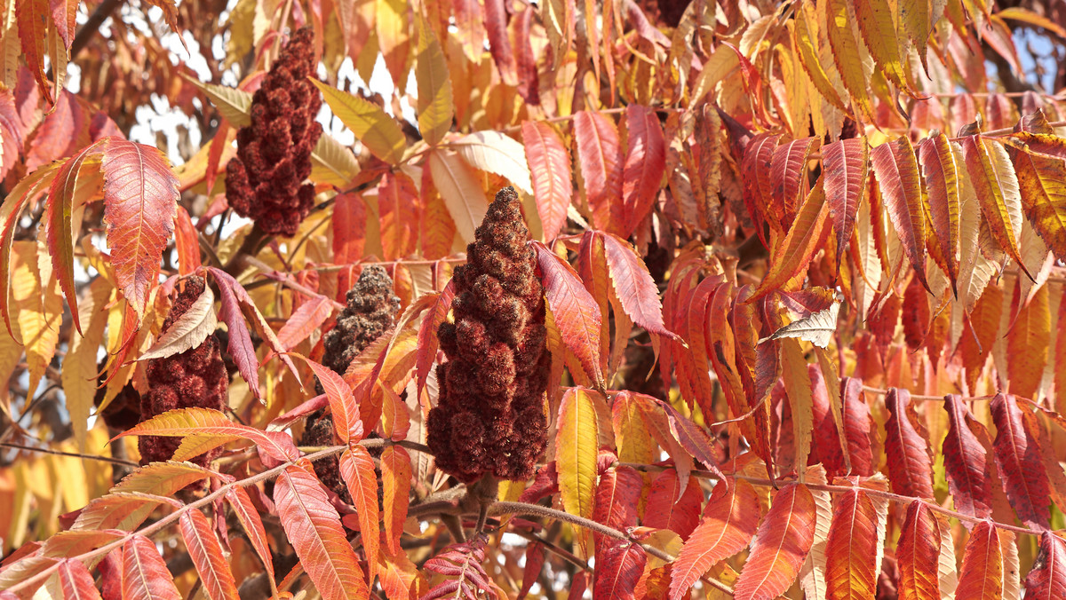 Naturalnym środowiskiem sumaka octowca (Rhus typhina), zwanego także sumakiem odurzającym, są obszary Ameryki Północnej, gdzie porasta obrzeża lasów i bezdroża. Z czasem jednak rozprzestrzenił się poza rodzime tereny występowania. W wielu krajach, również w Polsce, sumak octowiec jest uprawiany jako roślina ozdobna. W Polsce ma status antropofita zadomowionego.