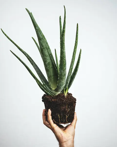 Aloes / Severin Candrian on Unsplash