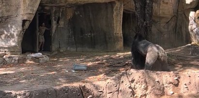 Groza w Zoo. Goryl Elmo na oczach widzów polował na opiekunów! FILM