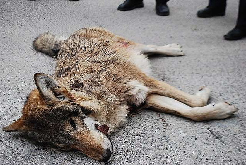 Kłusownicy zabili młodą wilczycę. Foto