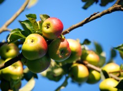 Więcej chemii w naszym jedzeniu