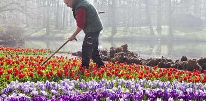 Będzie tulipan imienia Komorowskiej