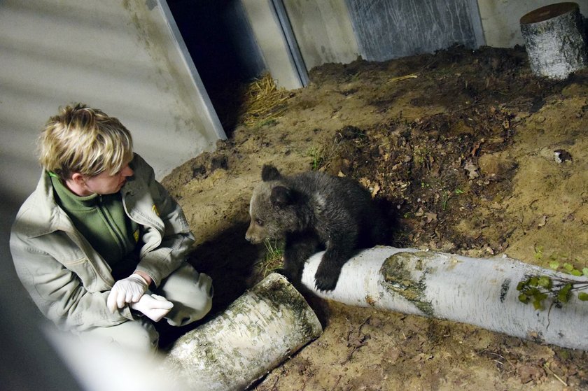 Mała niedźwiedzica Cisna powoli zadomawia się w zoo