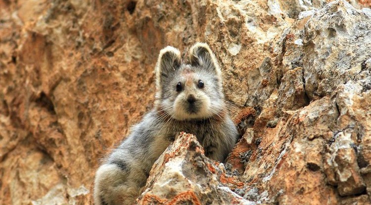 Ili pika