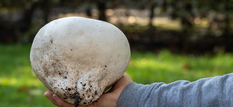 To nie kamień to czasznica olbrzymia! Grzyb gigant