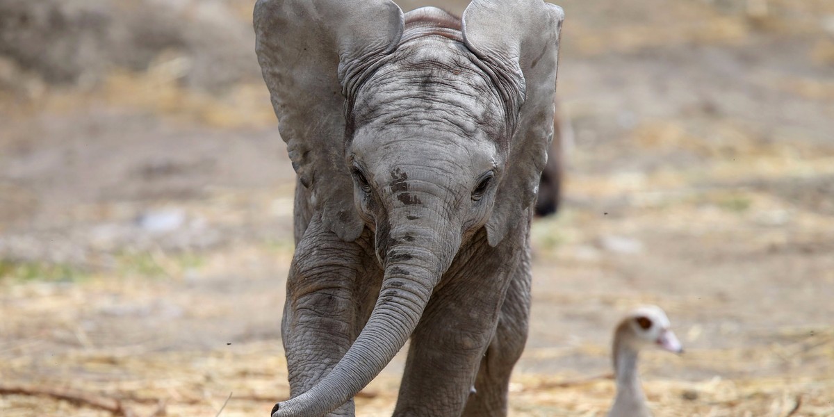 UK bans ivory trade to help end 'horrendous' elephant poaching