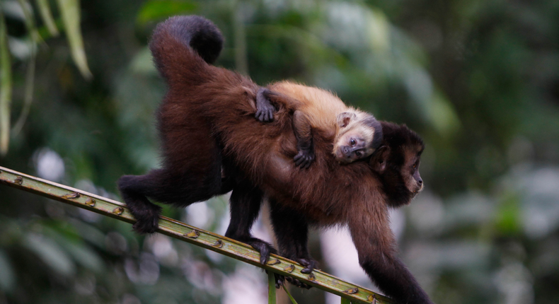 monkey amazon machia park