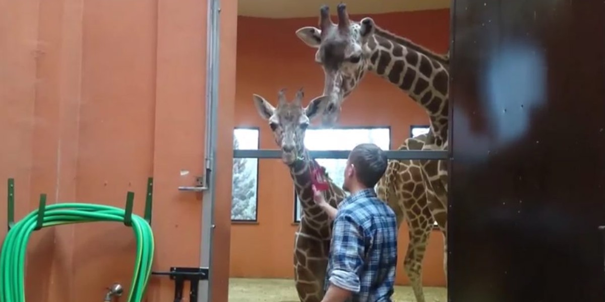 Masaż żyraf w chorzowskim zoo