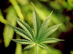 Holendrzy w Polsce hodowali marihuanę