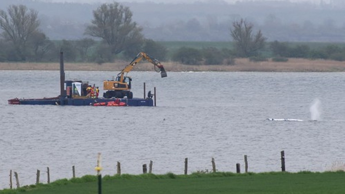 Grbavi kit Timi 3 nedelje bio nasukan na obali, ceo svet je gledao kako umire a onda se desio IZNENAĐUJUĆI OBRT: Sam se oslobodio! (VIDEO)