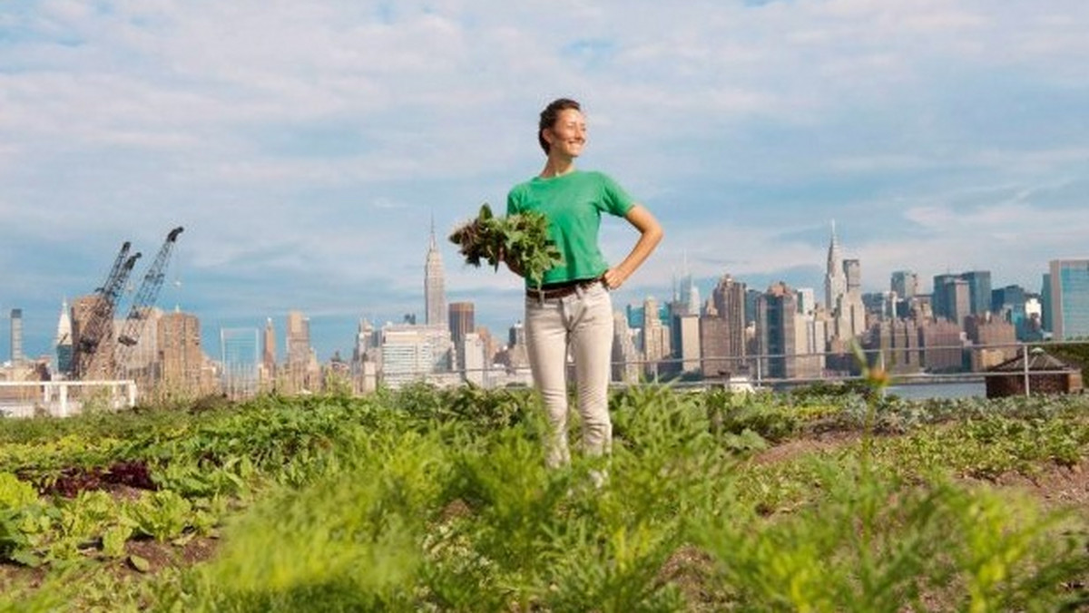 Na nowojorskich dachach dojrzewają pomidory, ogórki i pory. Podniebne uprawy warzyw to najnowsza moda w mieście, które dotąd stanowiło zaprzeczenie wszystkiego, co można określić słowem "rolnictwo".