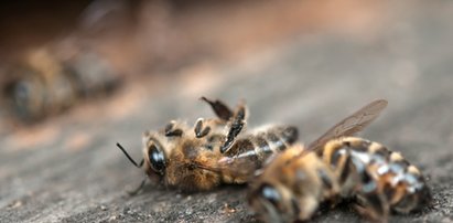 Rolnik zabił 7,5 mln pszczół. Pójdzie siedzieć?