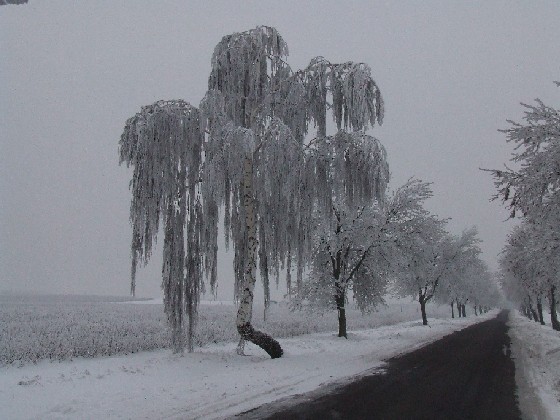 I kolejne pięknie osnieżone drzewo