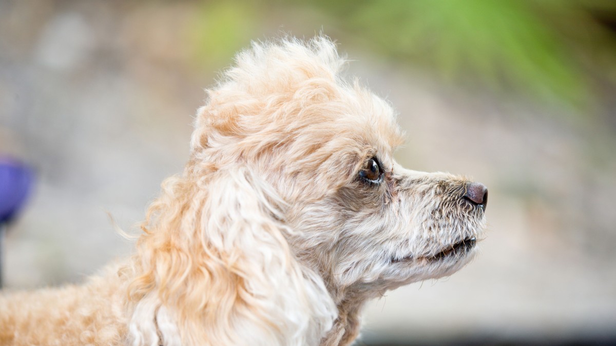 Džinovska pudla iz Rusije na Poljoprivrednom fakultetu u Novom Sadu (Video)