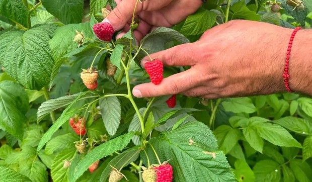  Maline