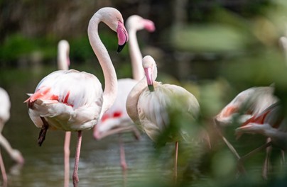 Odkryj sekret mokradeł w zoo! 
