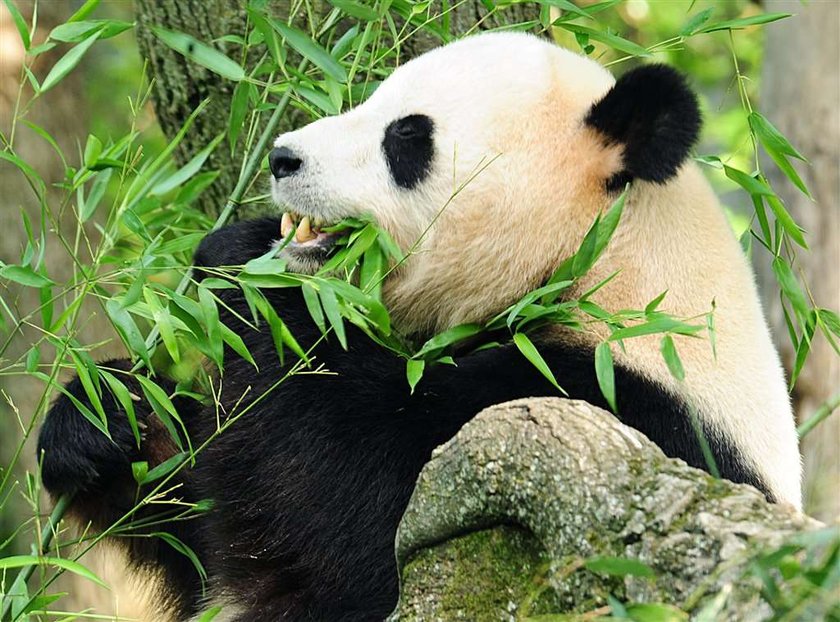 Panda Yang Guang, Tian Tian